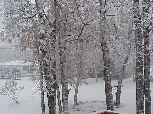 Snow at last! Photos taken by Hazel on 12-22-2001